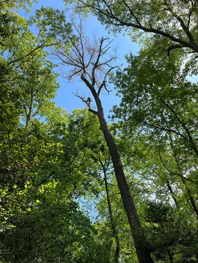 Tall dead tree with bare branches removed from forest surrounded by green canopy