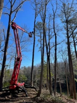Red articulating boom lift removing tall trees in wooded area with bare deciduous trees