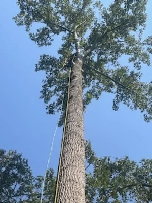 Tall mature tree with climber and rigging equipment during removal process