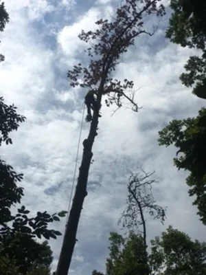 Tall tree being professionally removed with climbing equipment and rigging