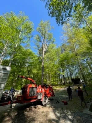 Mobile crane removing tall birch tree with crew operating rigging equipment in wooded area