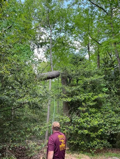 Tree service professional removing large branch from mature tree with dense green canopy