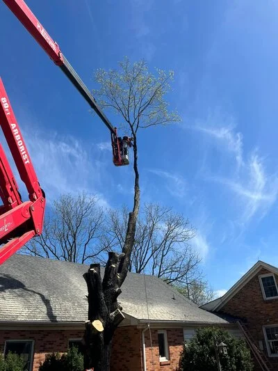 Bucket truck lifting worker to remove tall tree near brick residential home