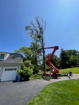 Red mobile crane removing large tree from residential property with driveway and garage visible