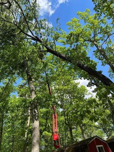 Large tree being dismantled with red rigging rope, mature oak with thick trunk and branches over red building