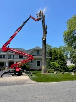 Red bucket truck lifting arborist to remove tall tree near residential home