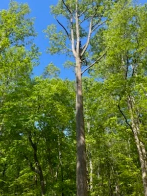 Tall mature tree removal in forest setting with surrounding green canopy