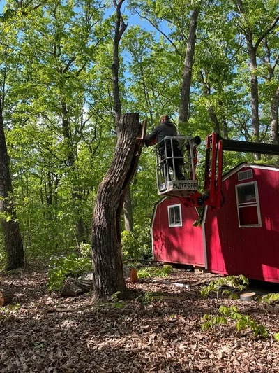 Red bucket truck removing large tree trunk in wooded area with mature trees