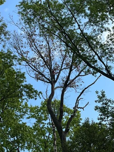 Mature tree with selective pruning, dead branches removed, thinned crown structure