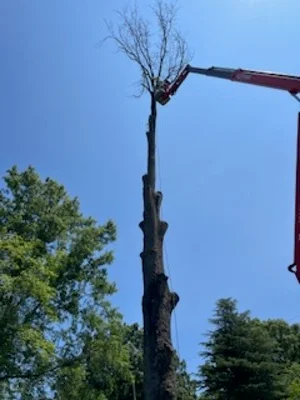 Crane removing tall tree trunk with heavy equipment against clear blue sky