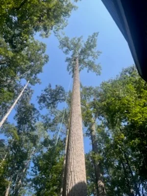 Tall conifer tree removal in wooded area with surrounding mature trees