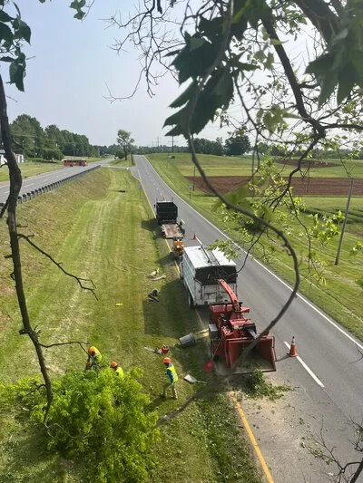 Tree removal crew with equipment and truck removing large tree from roadside