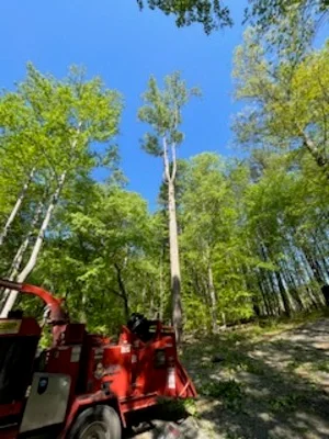 Red wood chipper and equipment positioned beneath tall conifer tree in forest clearing
