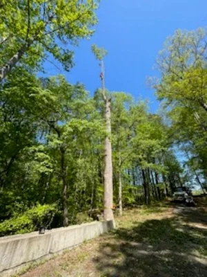 Tall tree removal with equipment and cleared debris on residential property
