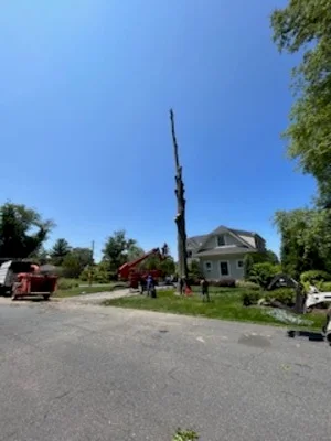 Dead tree removal near residential home with equipment and crew on site