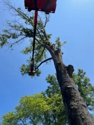 Large tree being removed with red pulley rigging system attached to trunk