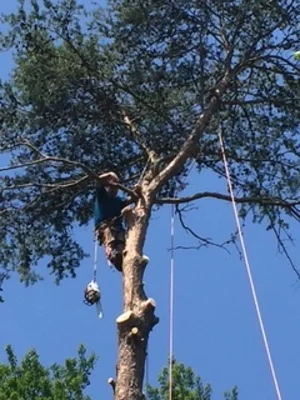 Arborist in safety harness removing large tree sections using rope rigging system