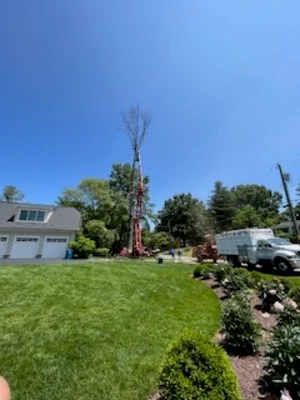 Large tree removal with equipment and cleared residential yard with mulch landscaping