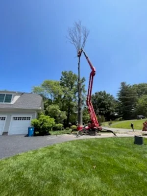 Red bucket truck lifting arborist to remove tall tree in residential yard