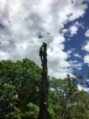Tall dead tree removal with surrounding green trees and blue sky
