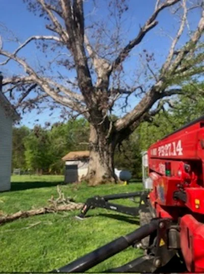 Large tree removal with red chipper equipment and debris management on residential property