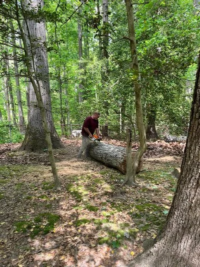 Tree service crew removing large fallen log from wooded forest area with mature trees