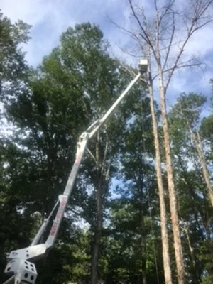 Bucket truck with extended boom removing tall tree limbs, mature trees in background