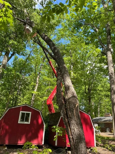Crane lowering large tree section, red barn structure visible below, mature hardwood tree removal