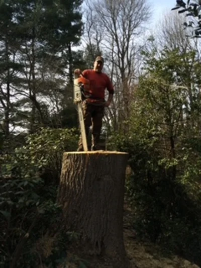 Worker standing on freshly cut tree stump in wooded area with mixed evergreen and deciduous trees